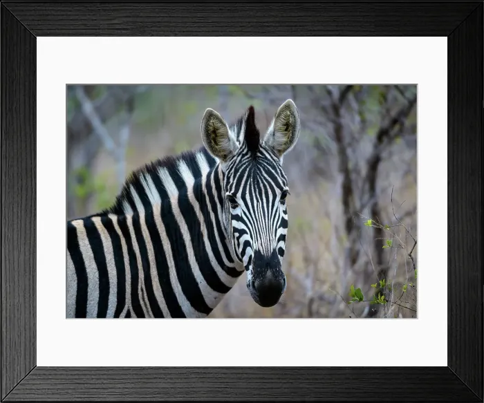 Framed Print : Burchell's zebra (Equus quagga burchellii) Framed Print : Burchell's zebra (Equus quagga burchellii)
