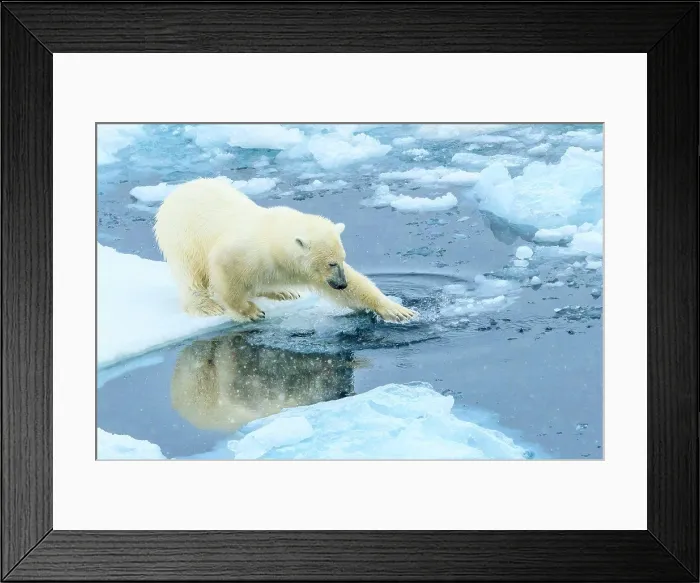 Framed Print : Polar Bear (Ursus maritimus) on the pack ice, Arctic Ocean, Hinlopen Strait, Svalbard, Norway