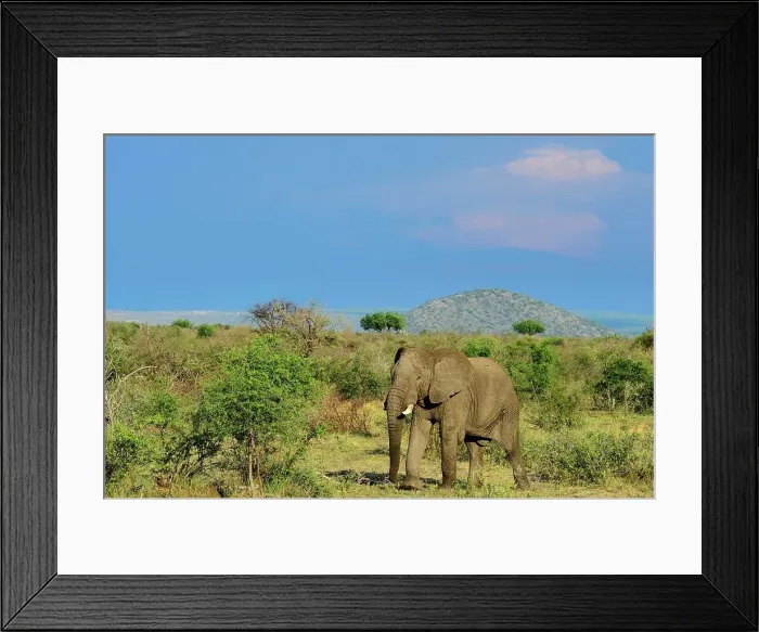 Framed Print : African bush elephant or African savanna elephant (Loxodonta africana) Framed Print : African bush elephant or African savanna elephant (Loxodonta africana)