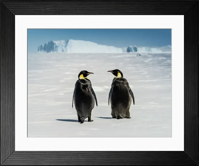 Framed Print : Antarctica Aptenodytes Forsteri Climate Change Framed Print : Antarctica Aptenodytes Forsteri Climate Change