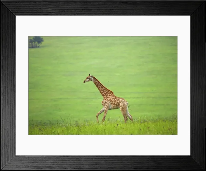 Framed Print : Giraffe (Giraffa camelopardalis) Framed Print : Giraffe (Giraffa camelopardalis)