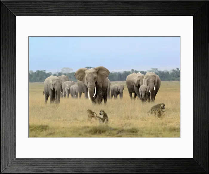 Framed Print : African bush elephant (Loxodonta africana) herd and Olive baboon or Anubis baboon (Papio anubis) Framed Print : African bush elephant (Loxodonta africana) herd and Olive baboon or Anubis baboon (Papio anubis)