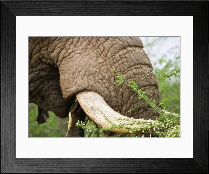 Framed Print : African Elephant Loxodonta Africana} Framed Print : African Elephant Loxodonta Africana}
