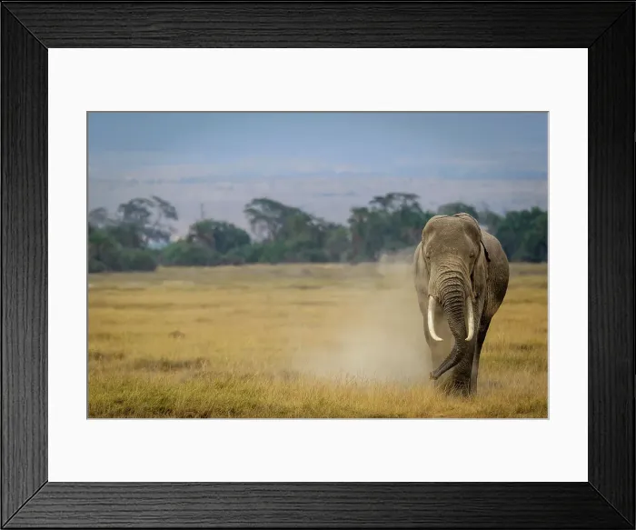 Framed Print : African bush elephant (Loxodonta africana) throwing dust over himself