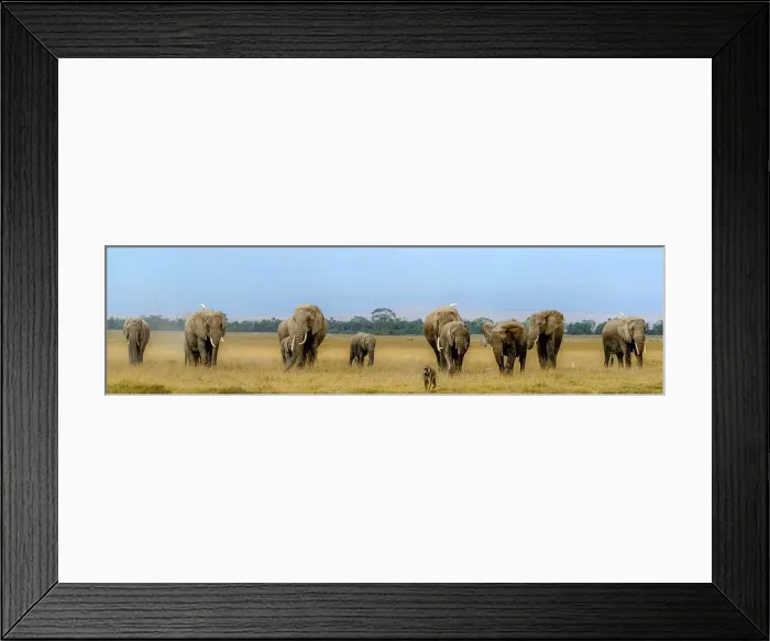 Framed Print : African bush elephant (Loxodonta africana) herd and Olive baboon or Anubis baboon (Papio anubis)