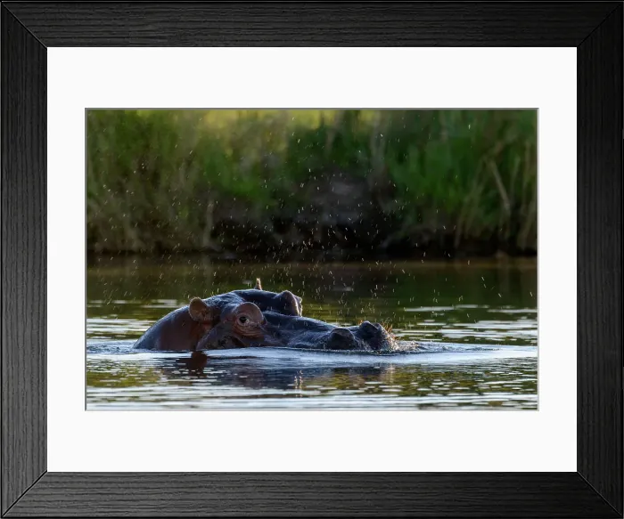 Framed Print : Common hippopotamus or hippo (Hippopotamus amphibius)