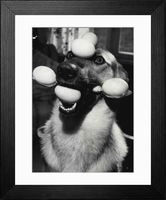 Framed Print : Recipe For A Party Treat: Take half a dozen eggs, two spoons and a cute young Alsatian called Lindy Lou. Do not break the eggs; do not beat Lindy Lou - just soften her with kind words. Next, place two eggs in ***** mouth (look again - there are two). Gently now, insert the spoons in her mouth between those two eggs and you have something like a yoke; Get rid of two more eggs at this stage. That leaves you with the last two eggs - and this is when success goes to Lindy Lou's forehead. To make the trick a real smasher you could now ask Lindy to bark. But her master, Ron Hodges, of Penryn, Cornwall ***** does Framed Print : Recipe For A Party Treat: Take half a dozen eggs, two spoons and a cute young Alsatian called Lindy Lou. Do not break the eggs; do not beat Lindy Lou - just soften her with kind words. Next, place two eggs in ***** mouth (look again - there are two). Gently now, insert the spoons in her mouth between those two eggs and you have something like a yoke; Get rid of two more eggs at this stage. That leaves you with the last two eggs - and this is when success goes to Lindy Lou's forehead. To make the trick a real smasher you could now ask Lindy to bark. But her master, Ron Hodges, of Penryn, Cornwall ***** does