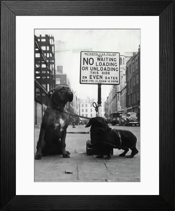 Framed Print : No waiting - Right just you try to move us on. Fortunately for the bobby who was on this beat the notice in Blandford Street, Marylebone, didn't apply to these dogs who were parked here while their owner went shopping Framed Print : No waiting - Right just you try to move us on. Fortunately for the bobby who was on this beat the notice in Blandford Street, Marylebone, didn't apply to these dogs who were parked here while their owner went shopping