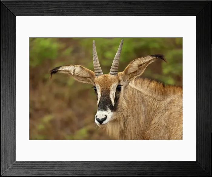 Framed Print : Roan Antelope (Hippotragus equinus) Framed Print : Roan Antelope (Hippotragus equinus)