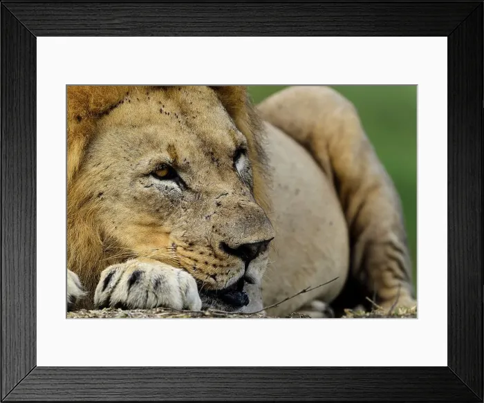 Framed Print : Lion (Panthera leo). Phinda  /  Munyawana  /  Zuka Game Reserve