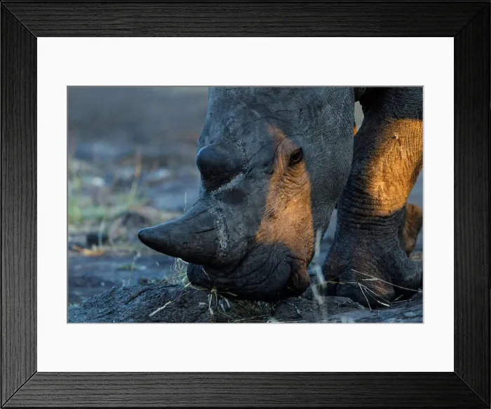 Framed Print : White rhinoceros or square-lipped rhinoceros (Ceratotherium simum) Framed Print : White rhinoceros or square-lipped rhinoceros (Ceratotherium simum)
