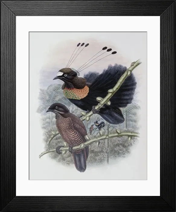 Framed Print : Lawe's Bird Of Paradise John Gould (1804-1881 British) Framed Print : Lawe's Bird Of Paradise John Gould (1804-1881 British)