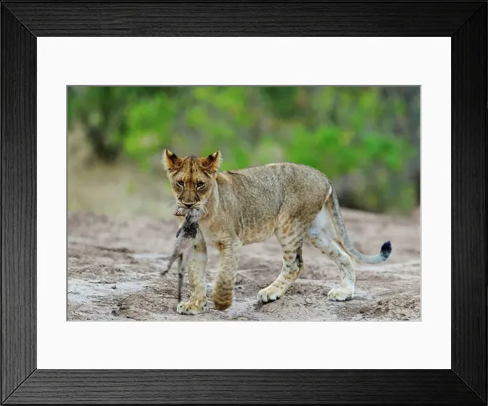 Framed Print : Lion (Panthera leo) cub playing with a banded mongoose (Mungos mungo) it caught Framed Print : Lion (Panthera leo) cub playing with a banded mongoose (Mungos mungo) it caught