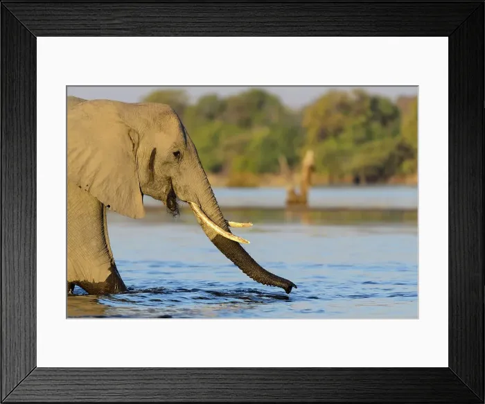 Framed Print : African bush elephant or African savanna elephant (Loxodonta africana) drinking