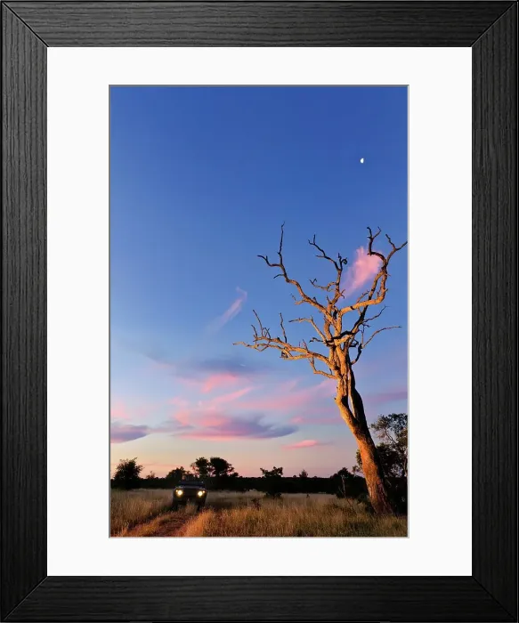 Framed Print : Sunset scene close to where the first white lions we seen by Chris McBride in 1975 Framed Print : Sunset scene close to where the first white lions we seen by Chris McBride in 1975