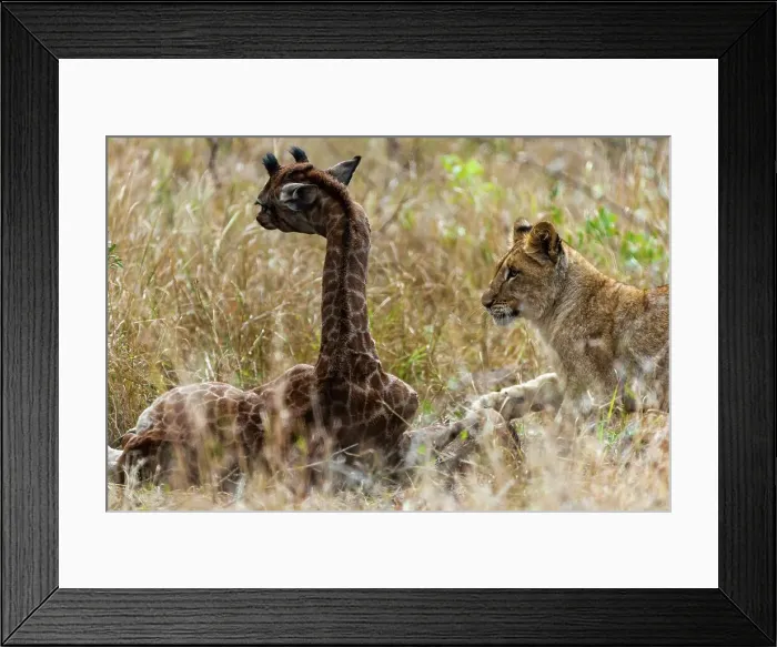 Framed Print : A Lion (Panthera leo) pride found this Giraffe (Giraffa camelopardalis) and her calf (the calf had a broken leg)