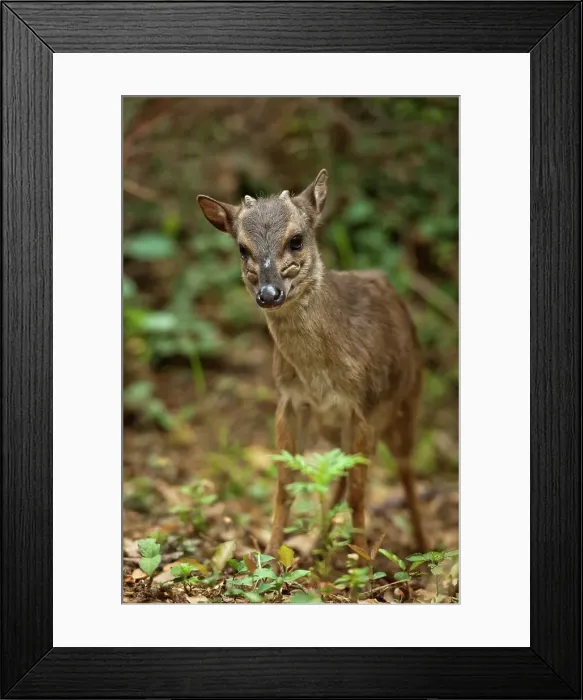 Framed Print : Blue Duiker (Philantomba monticola)