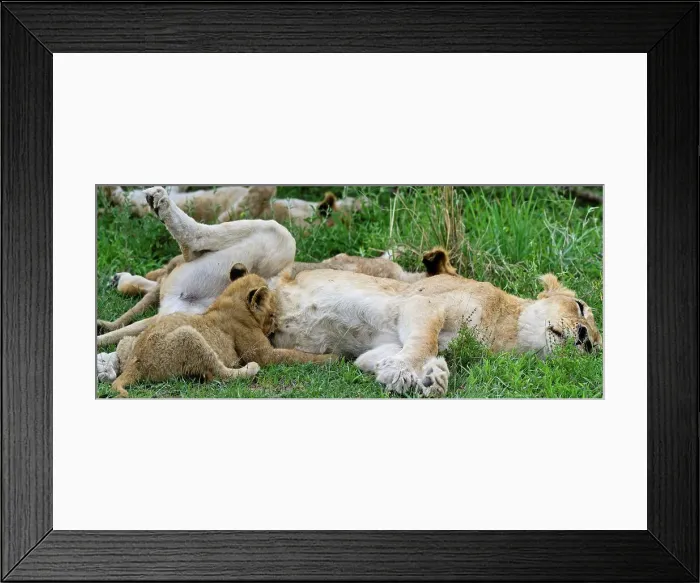 Framed Print : Lion (Panthera leo) cub suckling