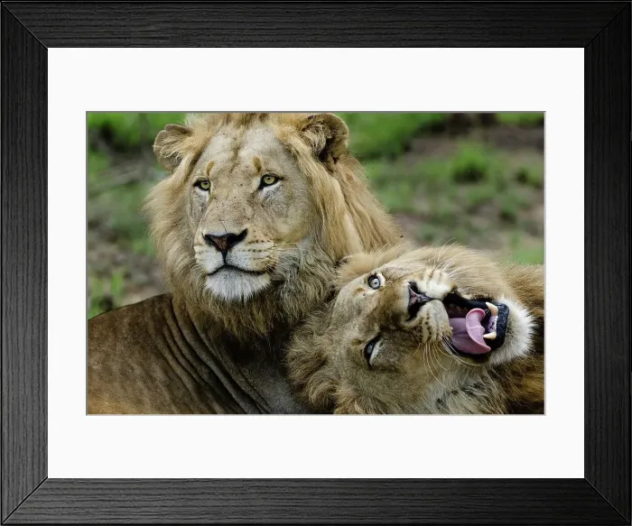 Framed Print : Lion (Panthera leo). MalaMala (Mala Mala) Game Reserve Framed Print : Lion (Panthera leo). MalaMala (Mala Mala) Game Reserve
