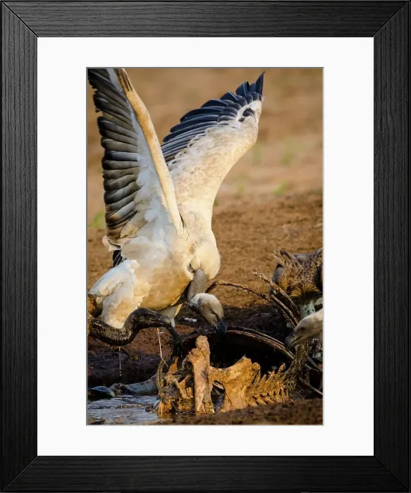 Framed Print : White-backed Vulture (Gyps africanus) or African White-backed Vulture feeding
