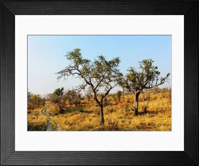 Framed Print : Bush scene. Kruger National Park
