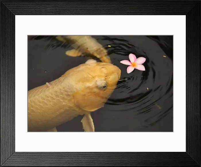 Framed Print : Koi carps (Cyprinus carpio) with a plumeria flower in water