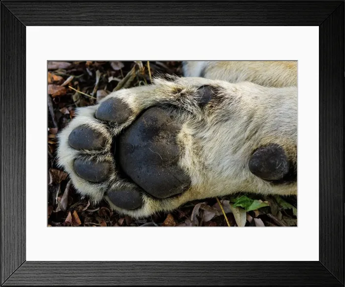 Framed Print : Lion (Panthera leo) front paw detail Framed Print : Lion (Panthera leo) front paw detail