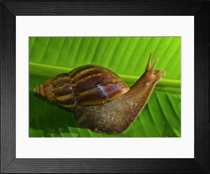 Framed Print : Kauai Hawaii USA USA Antennae Crawl Crawling Framed Print : Kauai Hawaii USA USA Antennae Crawl Crawling