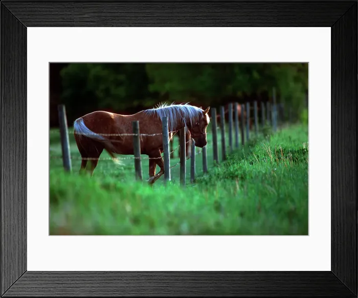 Framed Print : Horse in a pasture, Alberta, Canada