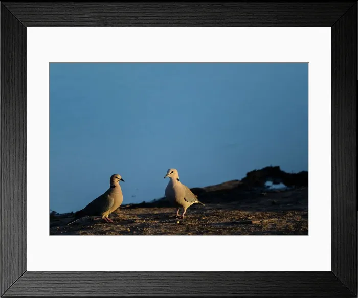 Framed Print : Ring-necked Dove (Streptopelia capicola) Framed Print : Ring-necked Dove (Streptopelia capicola)