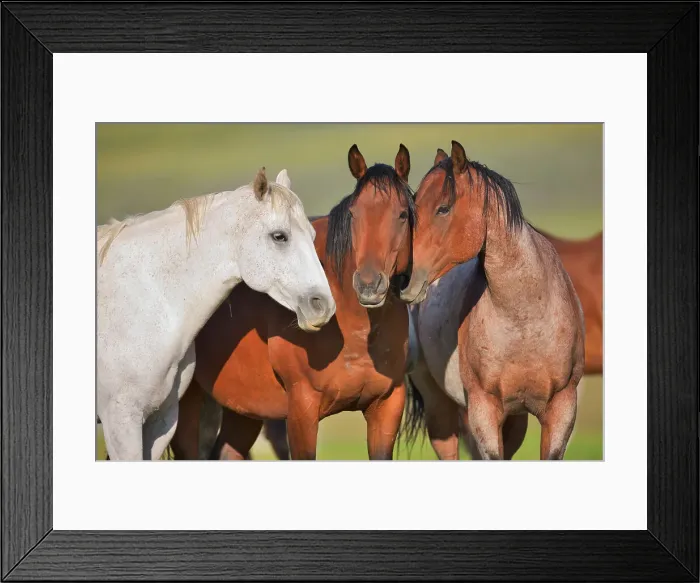 Framed Print : Horses standing in a ranch, Alberta, Canada Framed Print : Horses standing in a ranch, Alberta, Canada