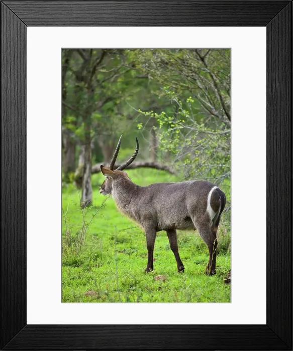 Framed Print : Waterbuck (Kobus ellipsiprymnus) Framed Print : Waterbuck (Kobus ellipsiprymnus)