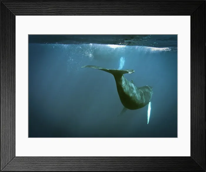 Framed Print : Humpback whale (Megaptera novaeangliae) underwater Framed Print : Humpback whale (Megaptera novaeangliae) underwater