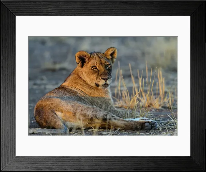 Framed Print : Lion (Panthera leo). Mashatu Game Reserve Framed Print : Lion (Panthera leo). Mashatu Game Reserve