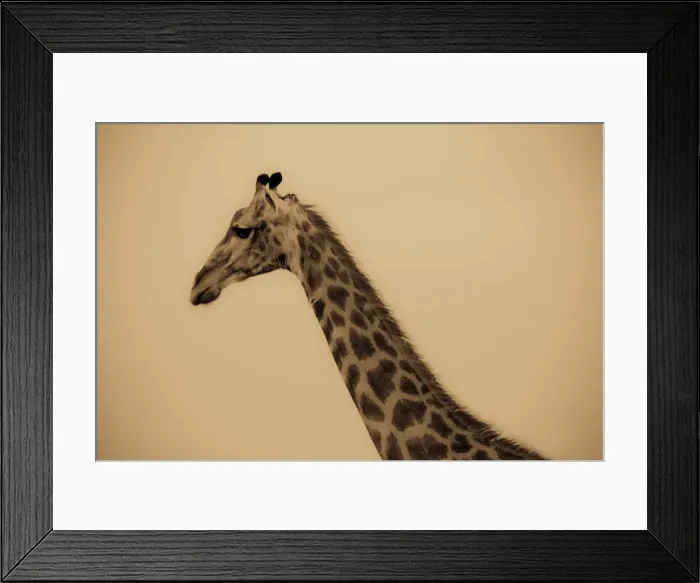 Framed Print : Giraffe (Giraffa camelopardalis) Framed Print : Giraffe (Giraffa camelopardalis)