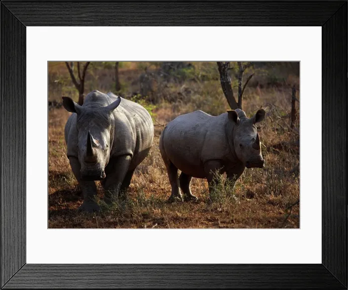 Framed Print : White Rhino (Ceratotherium simum) Framed Print : White Rhino (Ceratotherium simum)