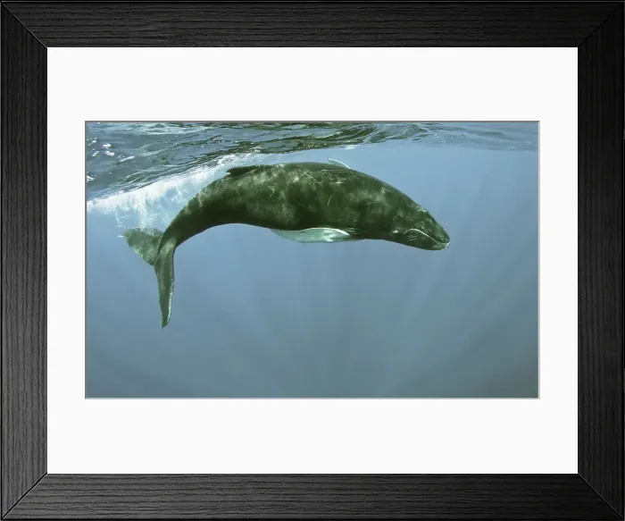 Framed Print : Humpback whale (Megaptera novaeangliae) underwater Framed Print : Humpback whale (Megaptera novaeangliae) underwater