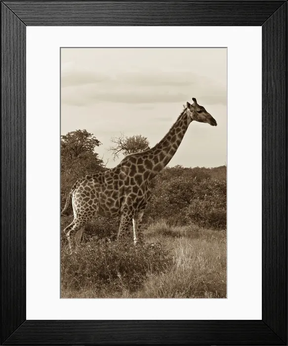 Framed Print : Giraffe (Giraffa camelopardalis) in a forest