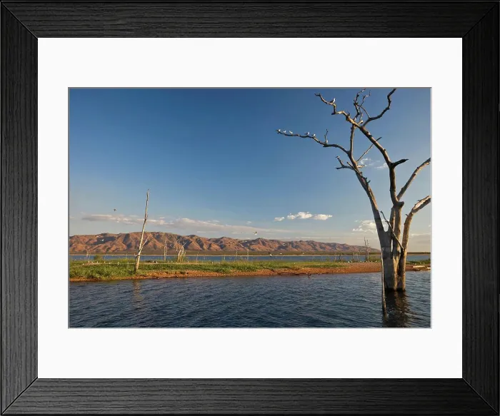 Framed Print : Drowned trees on an island in Lake Kariba. Zimbabwe Framed Print : Drowned trees on an island in Lake Kariba. Zimbabwe