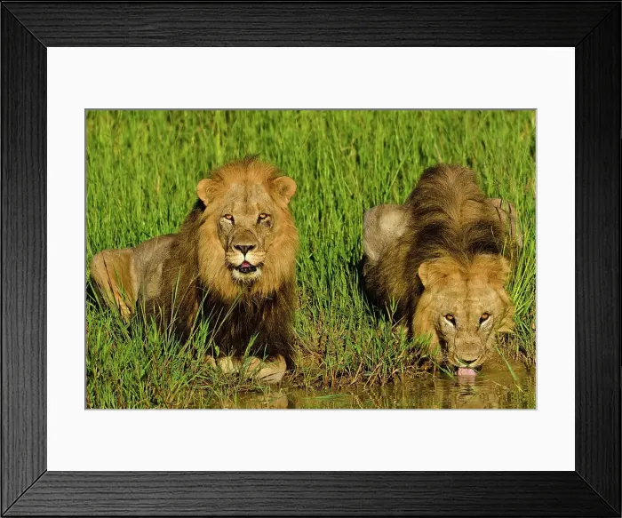 Framed Print : Lion (Panthera leo) male coalition drinking Framed Print : Lion (Panthera leo) male coalition drinking