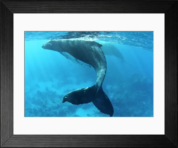 Framed Print : Humpback whale (Megaptera novaeangliae) with its calf underwater Framed Print : Humpback whale (Megaptera novaeangliae) with its calf underwater