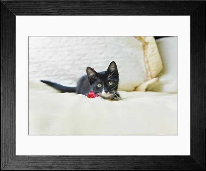 Framed Print : Black kitten relaxing on bed Framed Print : Black kitten relaxing on bed