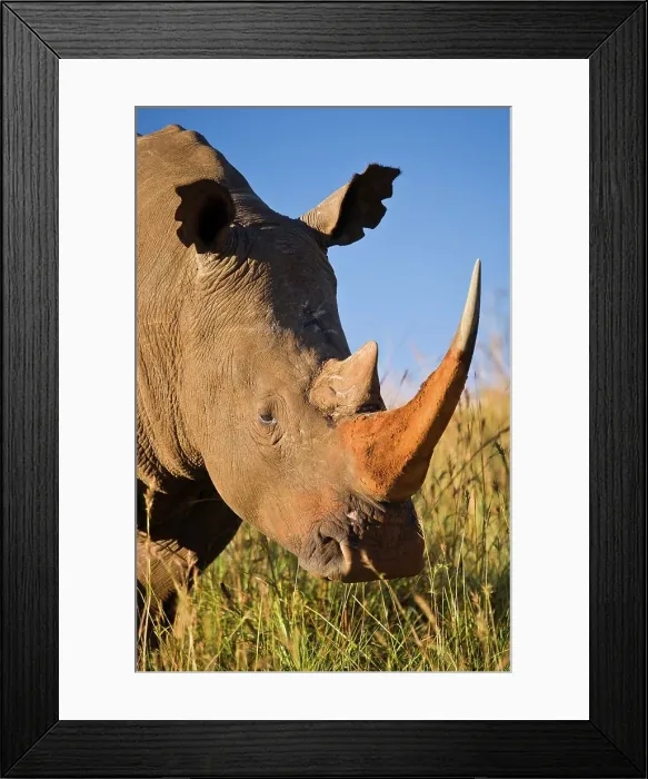 Framed Print : White Rhinoceros or Square-lipped Rhinoceros (Ceratotherium simum)