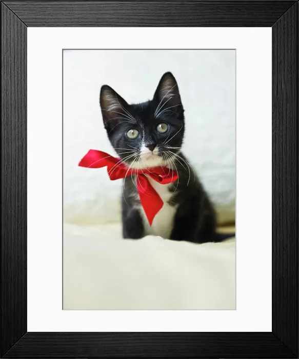 Framed Print : Kitten wearing bow on bed Framed Print : Kitten wearing bow on bed