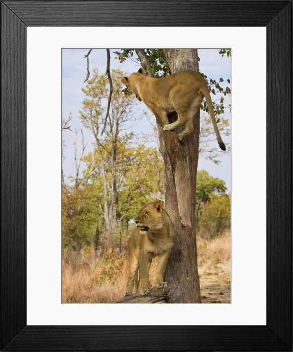 Framed Print : Lion (Panthera leo) in a tree. Victoria Falls Framed Print : Lion (Panthera leo) in a tree. Victoria Falls