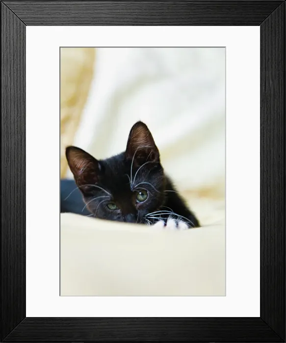 Framed Print : Black kitten relaxing on bed Framed Print : Black kitten relaxing on bed