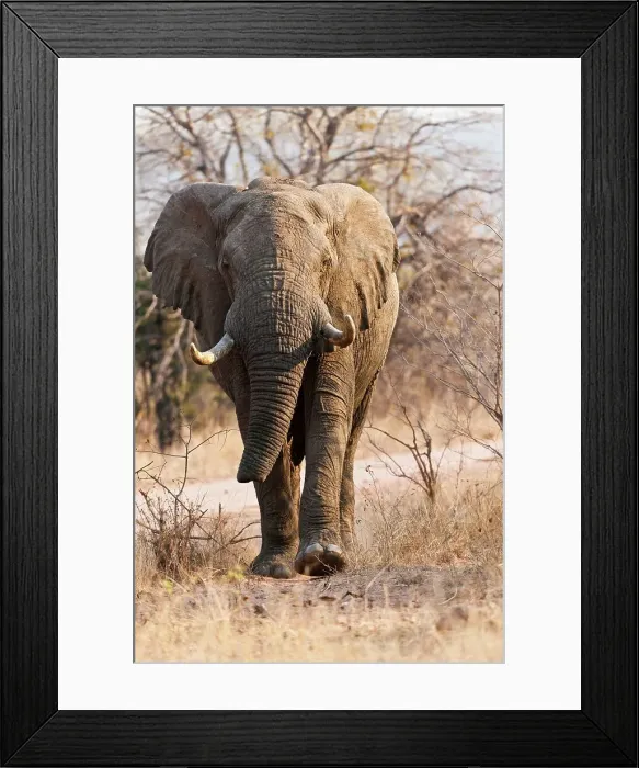 Framed Print : African Bush Elephant (Loxodonta africana) with a dammaged trunk Framed Print : African Bush Elephant (Loxodonta africana) with a dammaged trunk