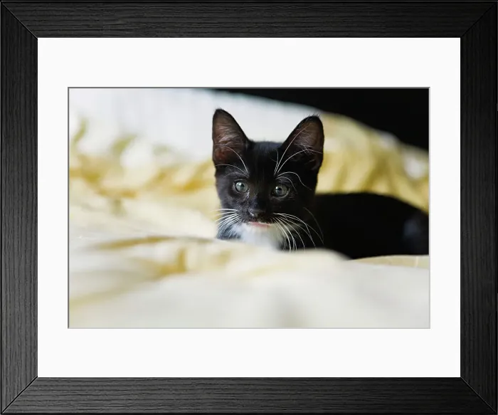 Framed Print : Black kitten relaxing on bed Framed Print : Black kitten relaxing on bed