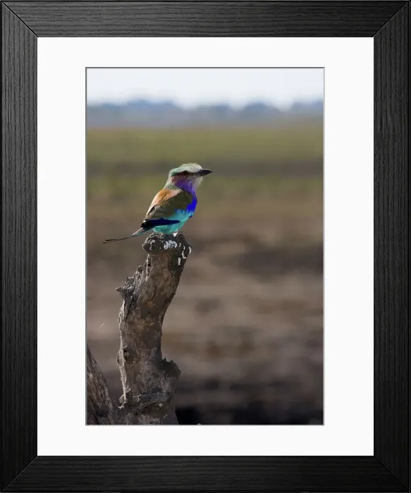 Framed Print : Chobe National Park. Botswana Framed Print : Chobe National Park. Botswana