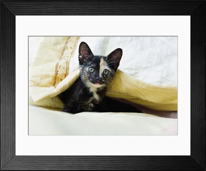 Framed Print : Curious kitten peeking from bedclothes Framed Print : Curious kitten peeking from bedclothes